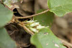 Trailing arbutus